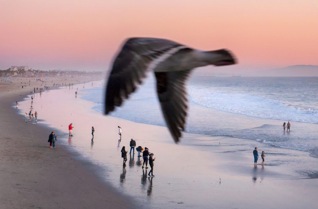 Seagull flying over beach